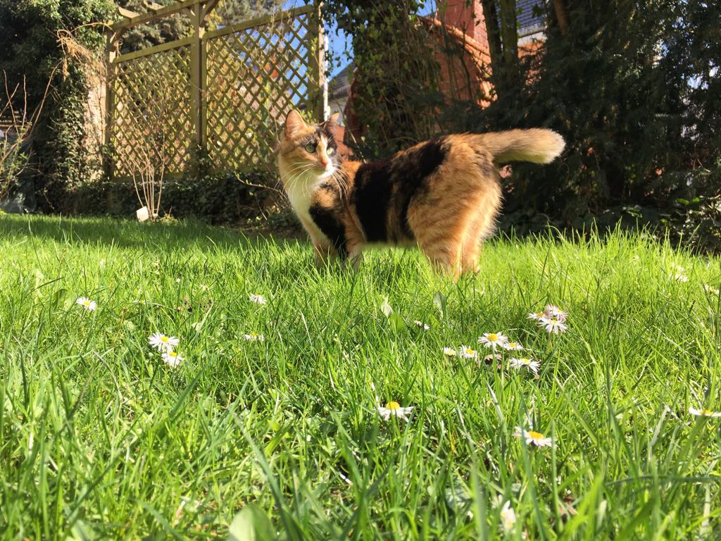Ivy auf der grünen Wiese